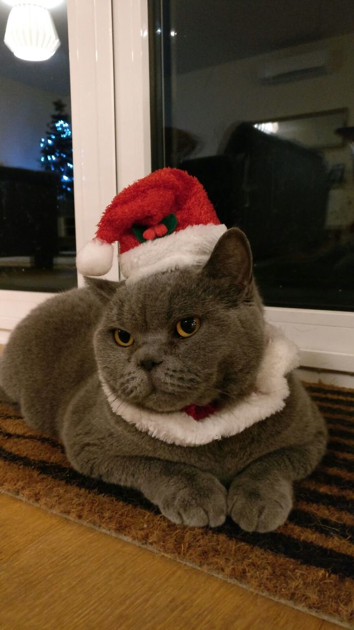 Christmas Cat
