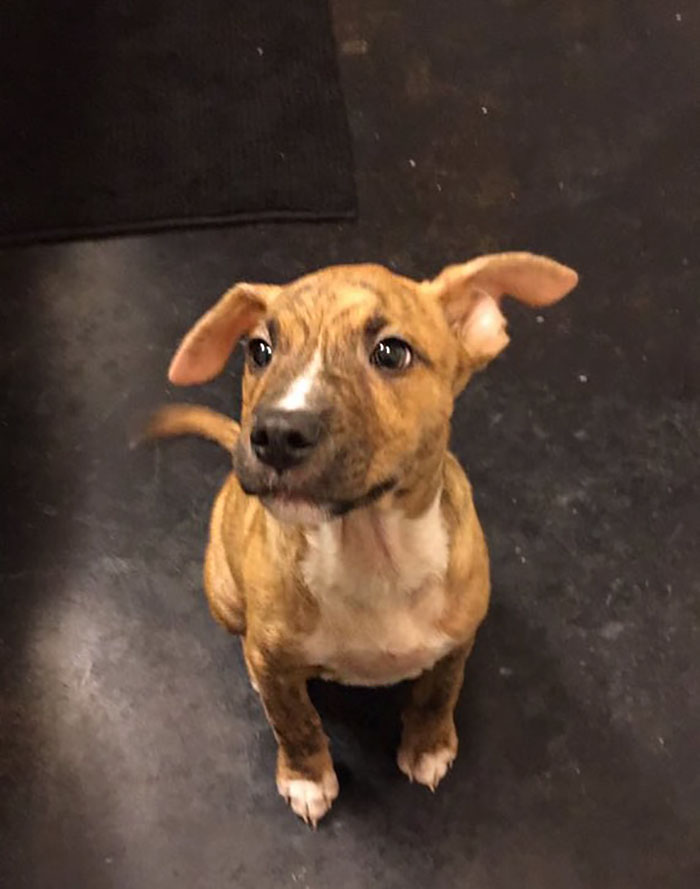 dog-cleans-pee-toilet-paper-Pablo-2 dog-cleans-pee-toilet-paper-Pablo-2