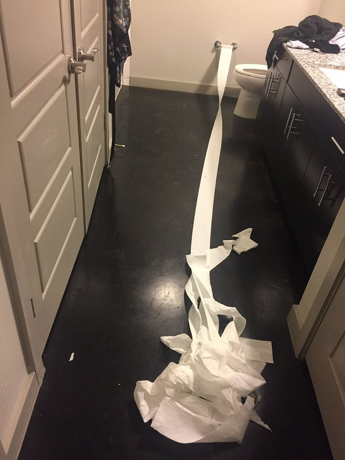 dog-cleans-pee-toilet-paper-Pablo-5 dog-cleans-pee-toilet-paper-Pablo-5