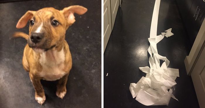 People Fall In Love With Dog Who Tried To Clean Up His Own Pee From Owner’s Friend’s Bathroom Floor