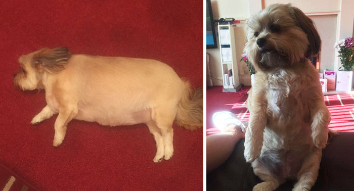 Este perro se comió entero el pavo de Navidad para toda la familia y luego no podía ni moverse