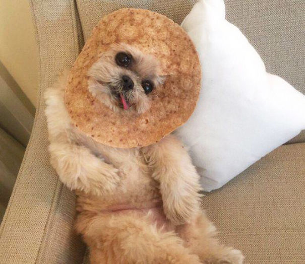 I'm A Tortilla