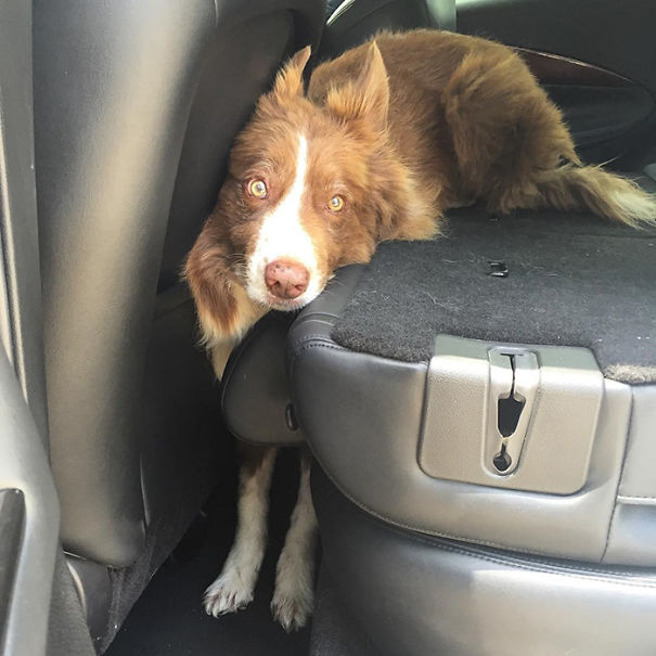 Only My Dog Would Get Stuck Like This. He's My Special Boy