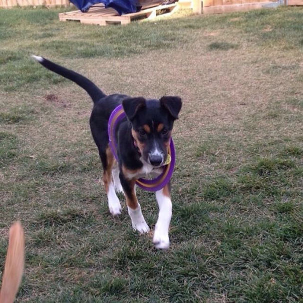 My Pup Who Gets Stuck In Her Toys