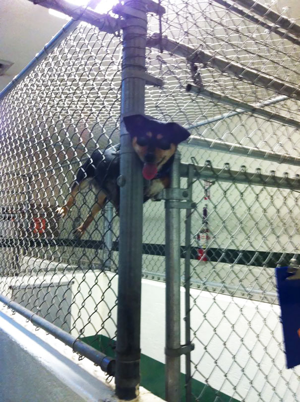 Walked Into The Dog Shelter This Morning And This Little Lady Was About To Make Her Escape