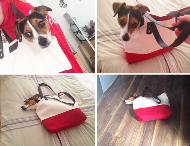 I Put My Dog In A Bag And She Won't Get Out