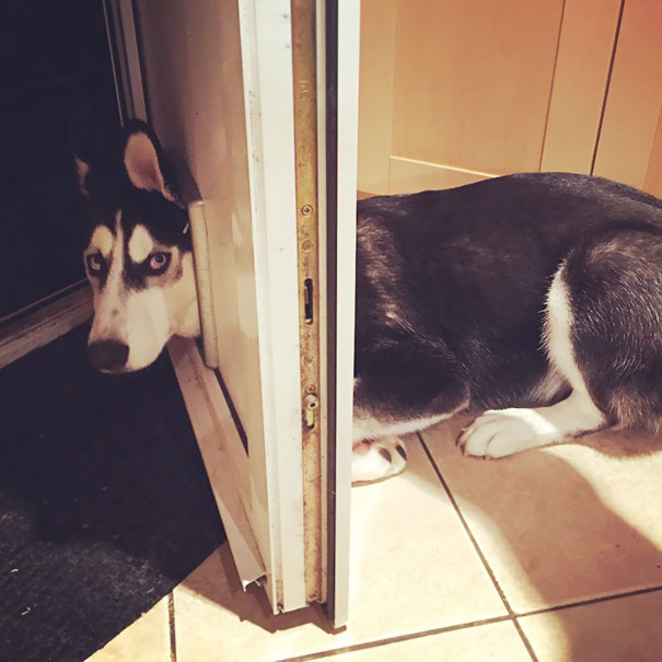 Hunter And The Cat Flap