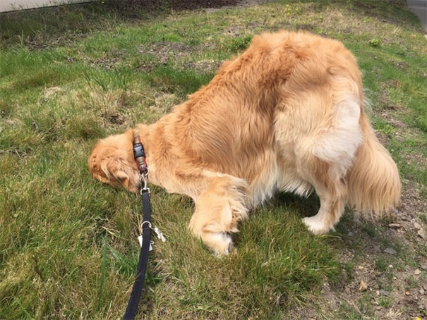 Golden_Retriever.exe Has Crashed Unexpectedly