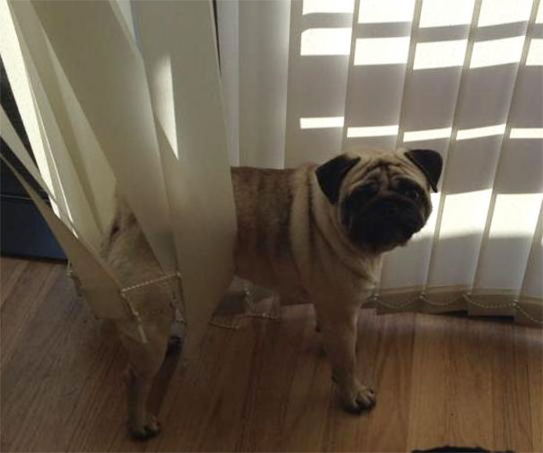 My Favourite Dumbass Came To Visit Today. Didn't Take Him Long To Get Stuck