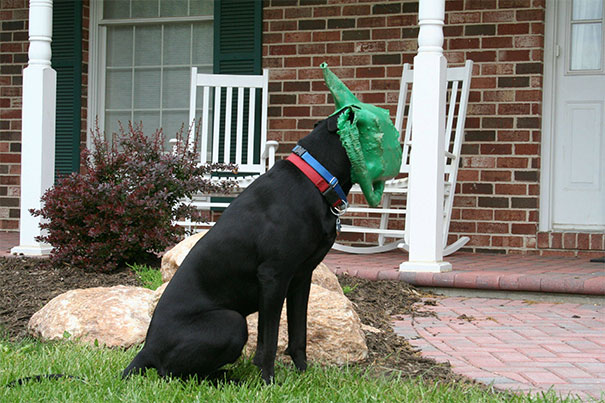 Human, Please Help Me