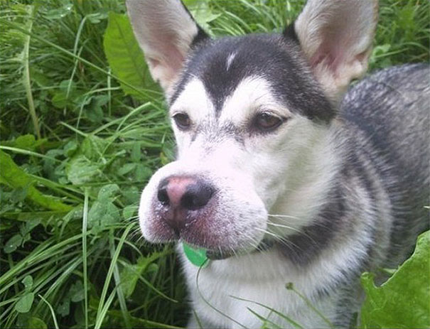 My Friends Dog Ate A Bee, He Now Looks Like Goofy