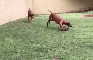 Dog.exe Has Encontered A Problem And Needs To Close. We Are Sorry For The Inconvenience.