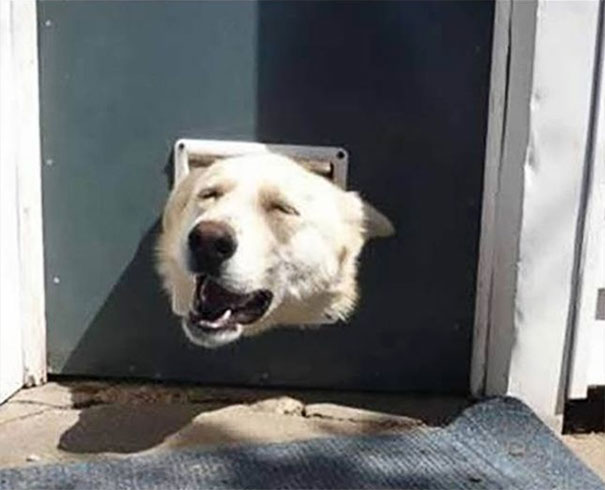 The Cat Made This Look Easy