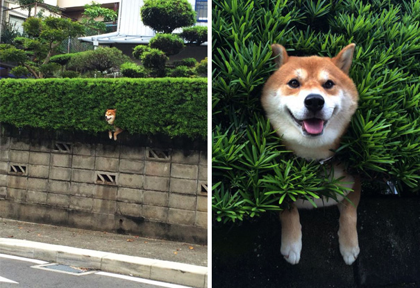 Shiba Inu Gets Stuck In Bush