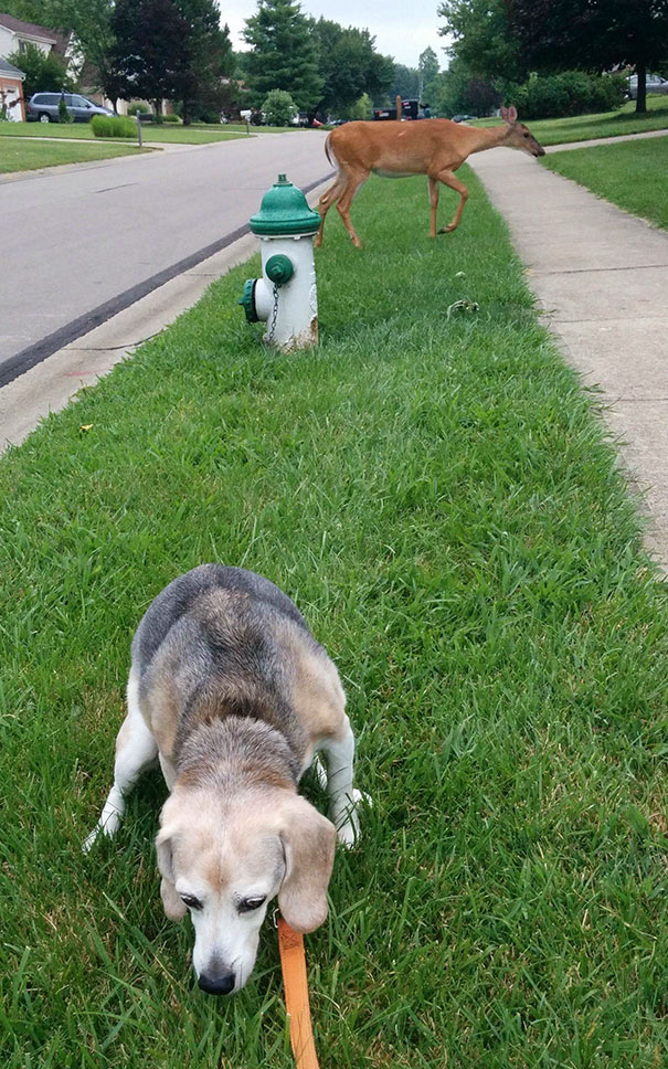 My Hunting Dog Is On High Alert