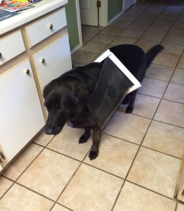 My Dog Finally Got Too Fat For The Doggy Door