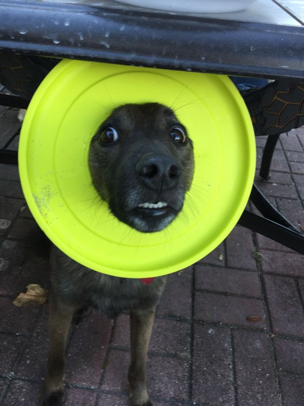 My Dog Doesn't Understand How To Play With A Frisbee