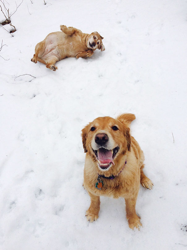 I'm Puppy Sitting This Weekend And She The Most Beautiful Golden. Don't Mind My Dog In The Background