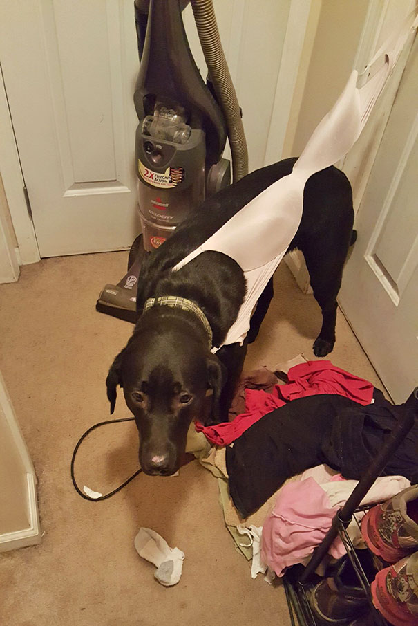 Not My Dogs Proudest Moment