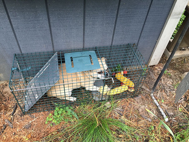 I Was Trying To Catch A Ground Hog. Caught My Neighbors Dog Instead