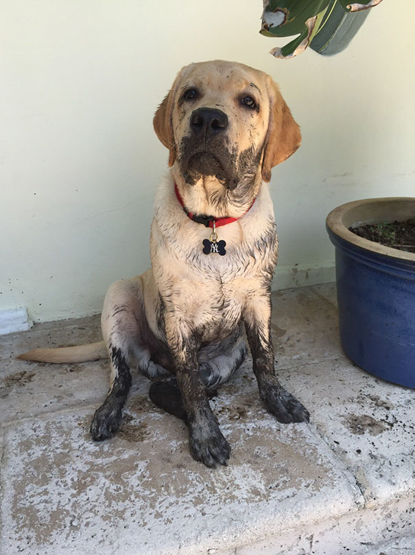 I'm Dog Sitting For A Friend, Let Him Out Of My Sight For One Minute