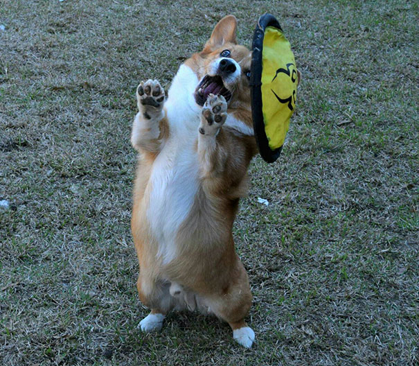 My Dog Is An Athlete