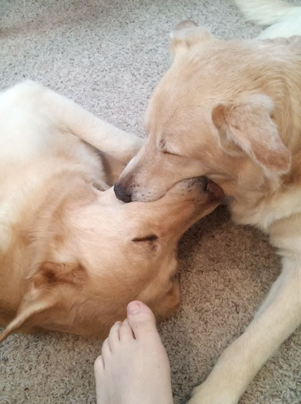 My Dogs Fell Asleep Playing With A Tennis Ball