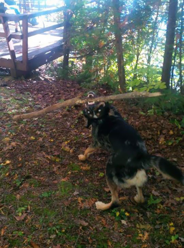 I Think My Dog Needs An Exorcist