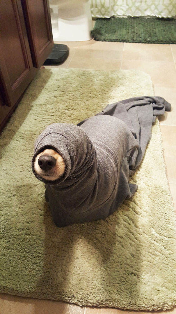 Seal On The Loose