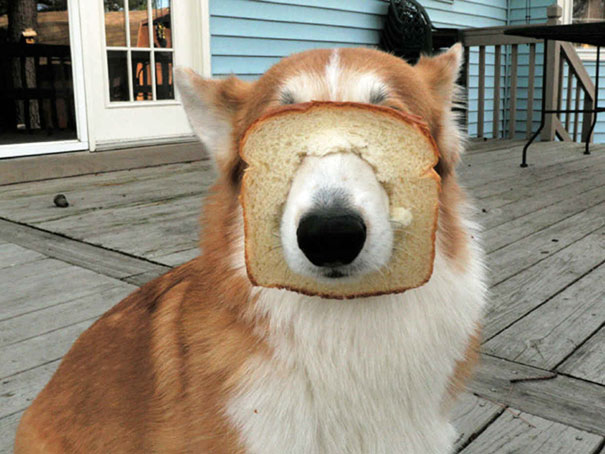 Inbred Corgi Is Adorable!