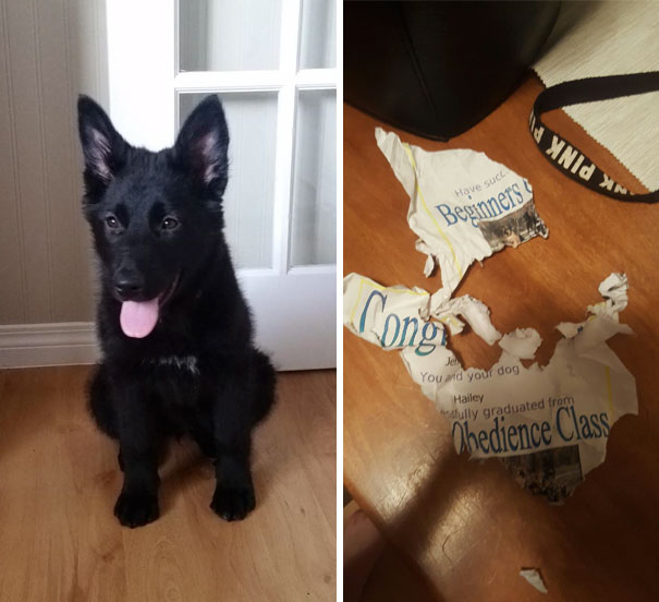 Last Night My Dog Graduated From A Beginner Obedience Class. This Morning We Found Her Certificate Like This