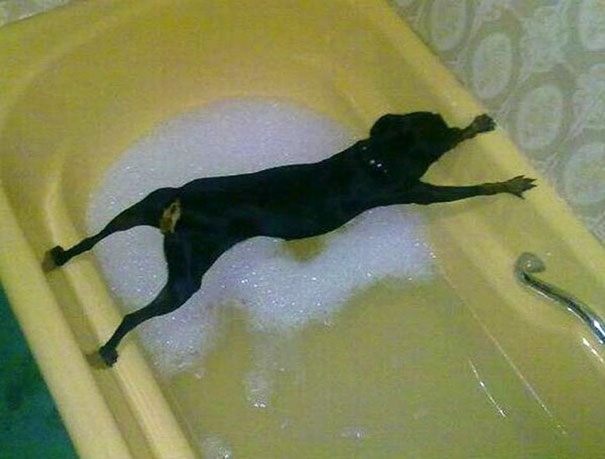 You May Have Seen A Better Picture Of A Dog Avoiding A Bath Today, But I Doubt It