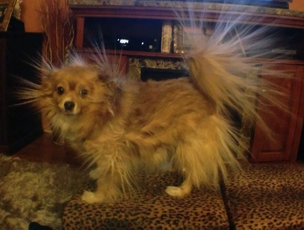 This Is What Happens When My Dog Is Around Static