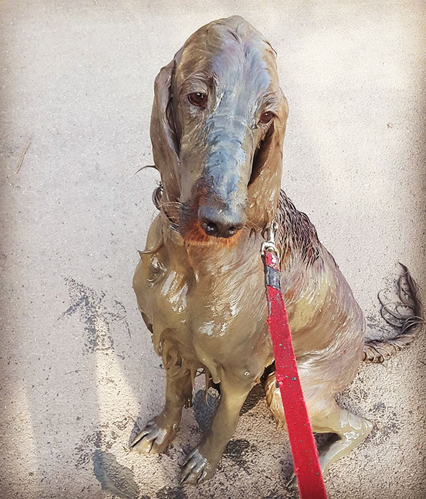 Sorry Mum, But It Was Stronger Than Me. Those Ducks At That Empty Pond Needed Some Exercise. But Be Cool, No Bathing, Ok. You Know That I Hate Getting Wet