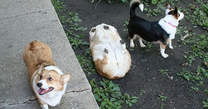 117 Dog Fails That’ll Make You Feel Guilty For Laughing