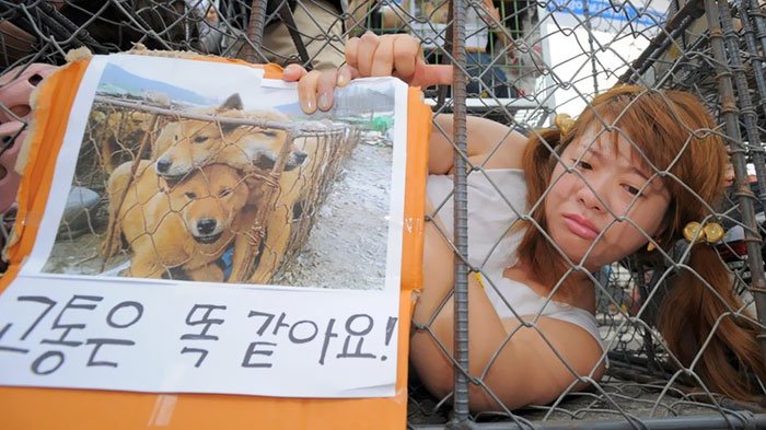 dog-meat-market-shut-down-south-korea-1 dog-meat-market-shut-down-south-korea-1