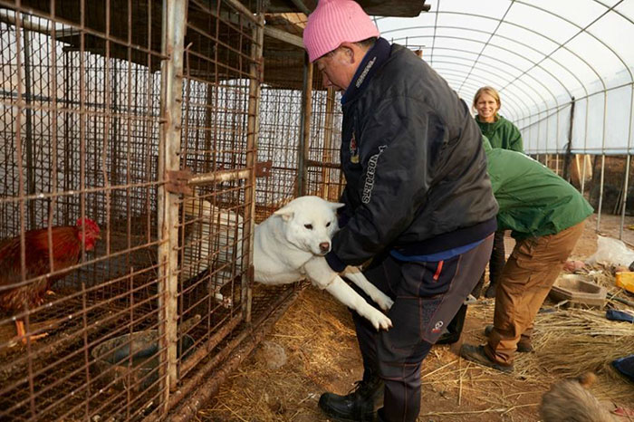 dog-meat-market-shuts-down-south-korea-01