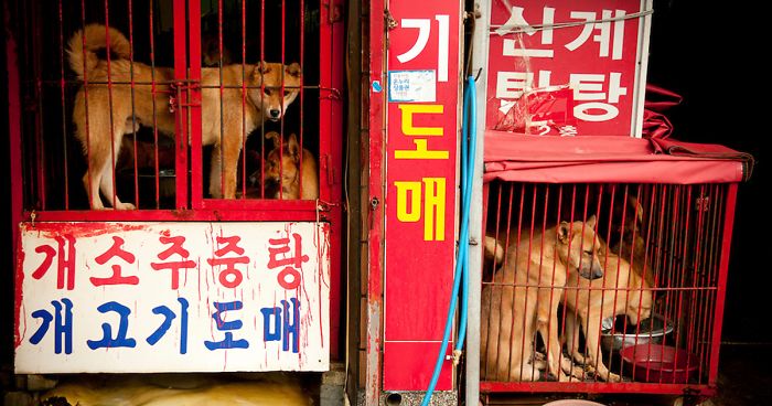 BREAKING: Dog Meat Market Responsible For 33% Supply In South Korea Is Being Shut Down