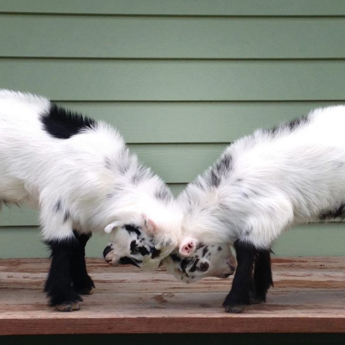 f4b17bc000f3f73b0d9c2afd6cc4a687 f4b17bc000f3f73b0d9c2afd6cc4a687