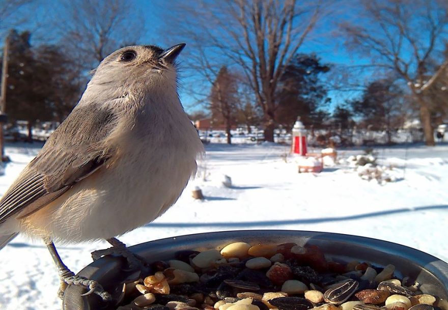 Bird Feeder Photography