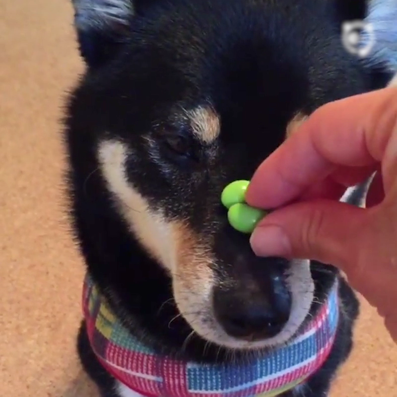 Fastest Treat-Catcher Alive