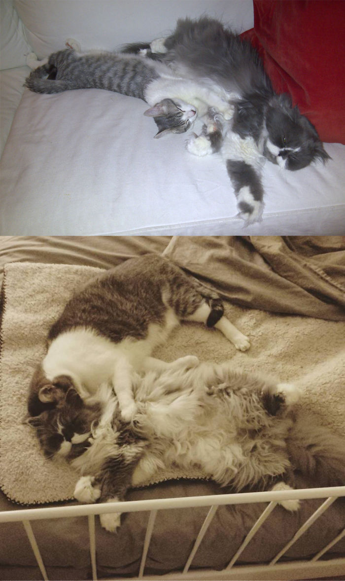 We Lost Fawkes (the Dollface Persian) 8 Days Ago Very Young, Him And His Younger Brother, Barney Were Cuddle Buddies For 6 Years.