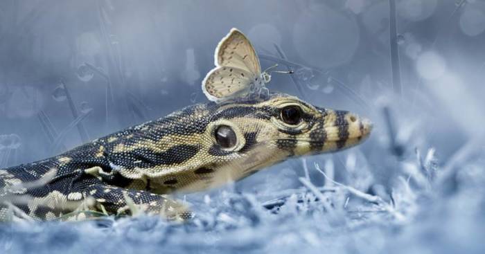 The Magical Macro World Of Tiny Creatures That I Capture In Indonesia