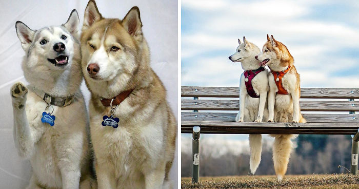 My Beautiful Huskies Helped Me Overcome Clinical Depression And Get On My Feet Again