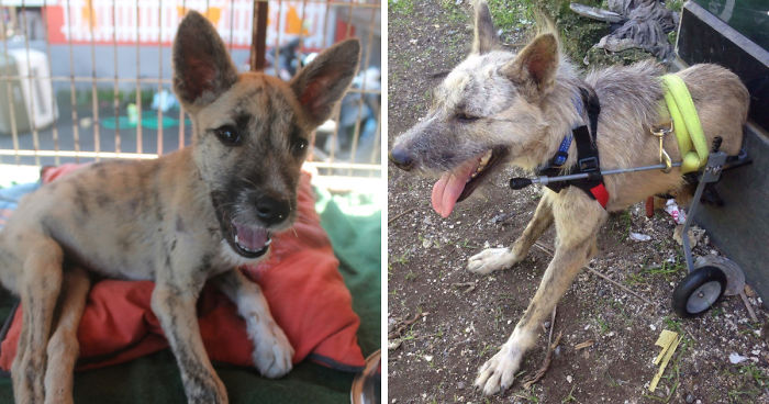 Tiga’s Tail: How A Disabled Bali Dog Never Gave Up