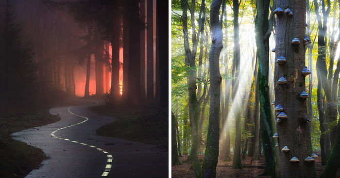 23 Photos That Reveal The Magic Of Dutch Forests