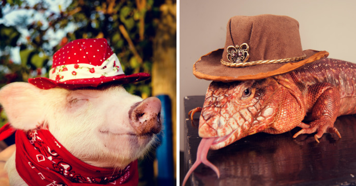 I Spent 2 Weeks Photographing Animals With Human Acessories