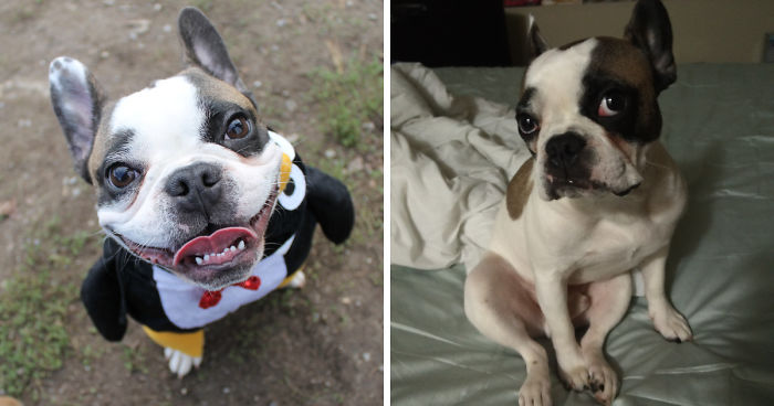 Meet Titus, My Dog Who Has A RBF