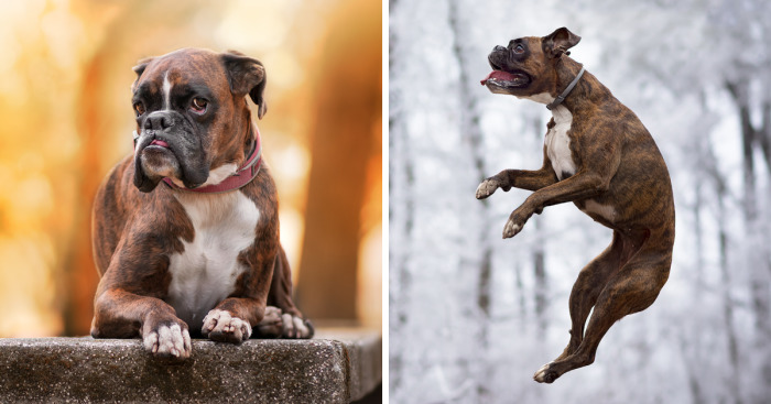 Meet Strawberry, The Boxer Who Is My Best Hiking Buddy