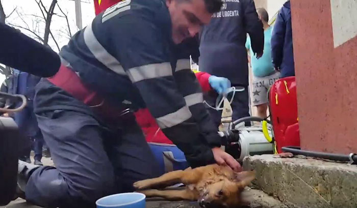 firefighter-saves-dog-gives-cpr-romania-1
